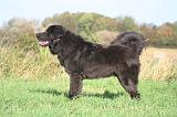 DOGUE DU TIBET 620